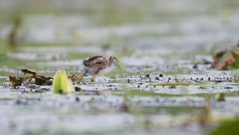 Hermosos-Polluelos-De-Jacana-Alimentándose-En-Un-Estanque-De-Nenúfares-Por-La-Mañana