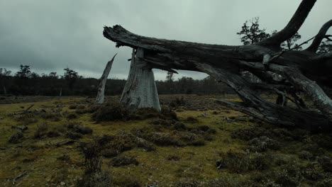 drone flys under dead tree in misty landscape in tasmania, australia