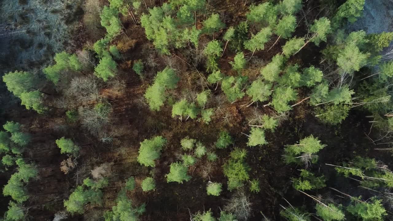 vista aérea de arriba hacia abajo del bosque de coníferas en lituania