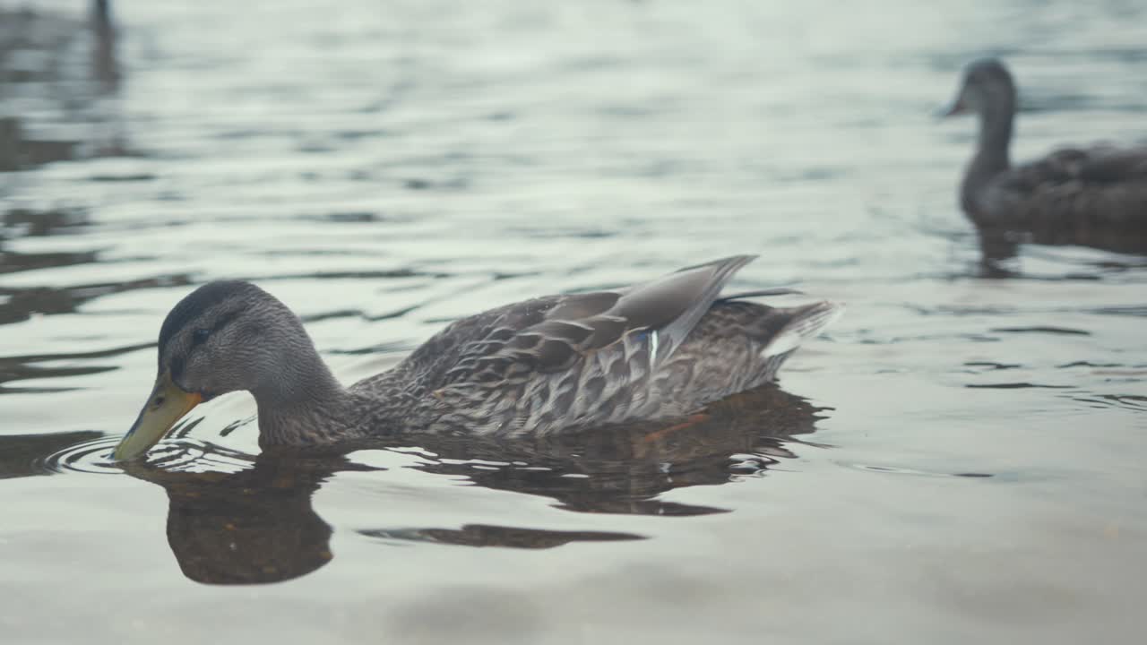 Germano reale in primo piano che cerca cibo in acqua bassa, RIPRESA IN SLOW MOTION CON TRACKING.