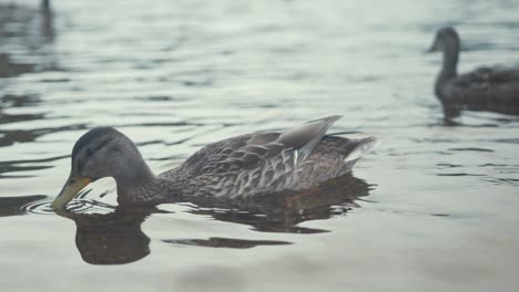 Pato-Mallard-De-Cerca-Buscando-Comida-En-Aguas-Poco-Profundas,-Siguiendo-La-Toma-En-Cámara-Lenta