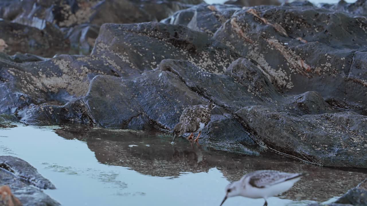 바위 근처에서 먹이를 먹고 있는 도요새