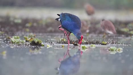 Graukopfhuhn,-Porphyrio-Poliocephalus-Fütterung-Am-Morgen