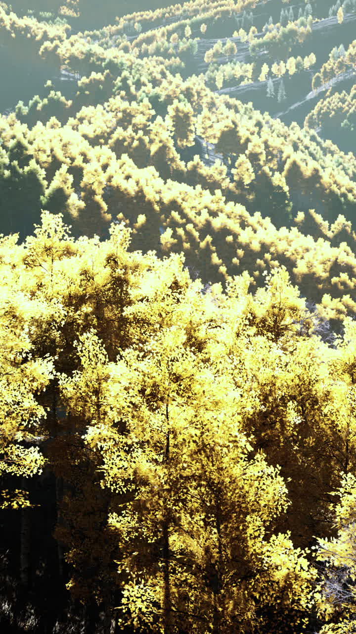 осенний горный лес