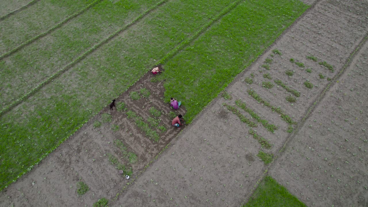 Men and Women Farmer Working in Rice Field Drone View Agriculture