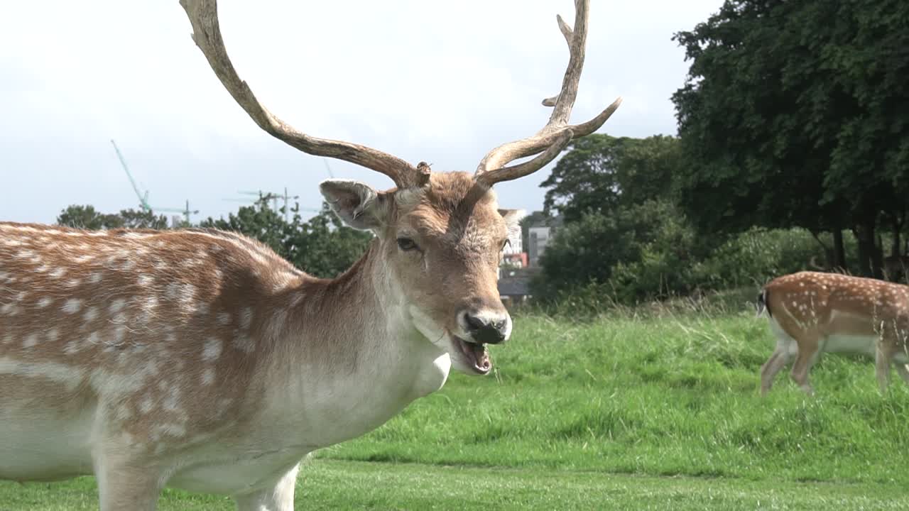 A beautiful reindeer in Dublin, Ireland