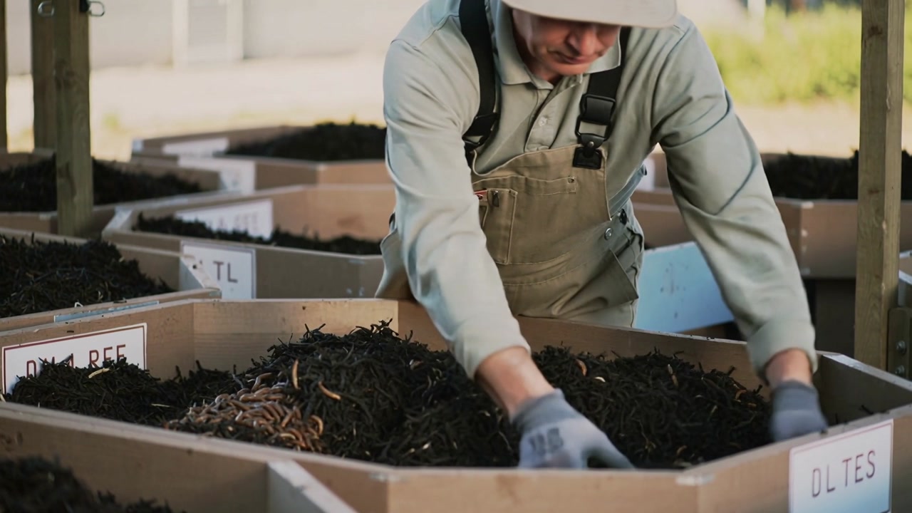 Lifting handful, worker inspecting compost forming even pile at wood bin row in gloves