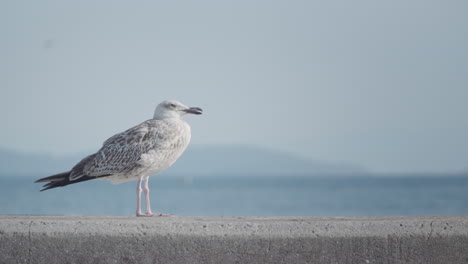 white seagull standing on top of concrete wall, looking around curiously in front of blue sea and open sky in slowmo