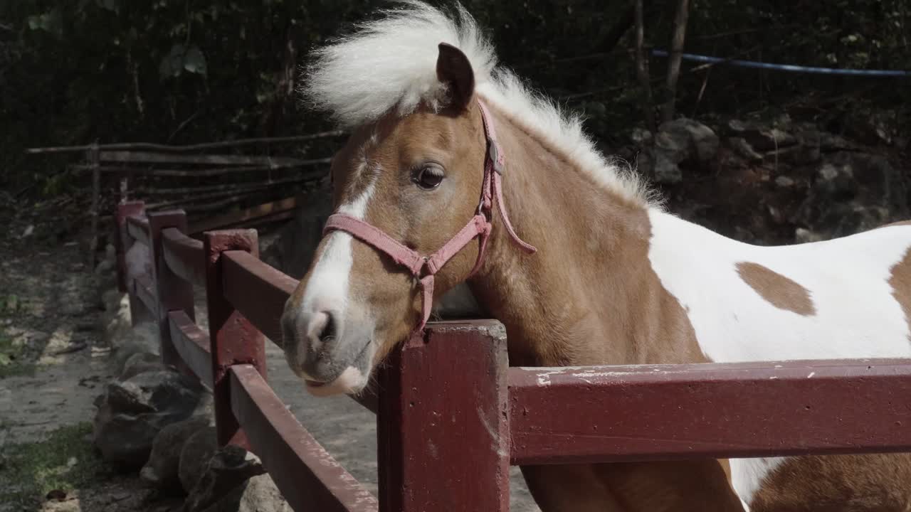 una toma panorámica de cerca de un hermoso pony shetland mirando por encima de una cerca de madera en un zoológico de mascotas