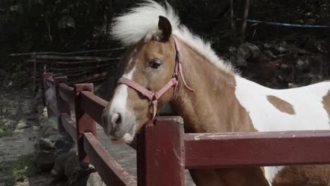 Una-Toma-Panorámica-De-Cerca-De-Un-Hermoso-Pony-Shetland-Mirando-Por-Encima-De-Una-Cerca-De-Madera-En-Un-Zoológico-De-Mascotas