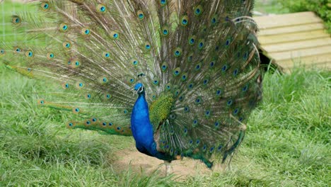 male indian peafowl (pavo cristatus) spreads his vibrant fan of iridescent tail feathers in grassy enclosure, showcasing the iconic eye-patterned plumage in full courtship display under natural light