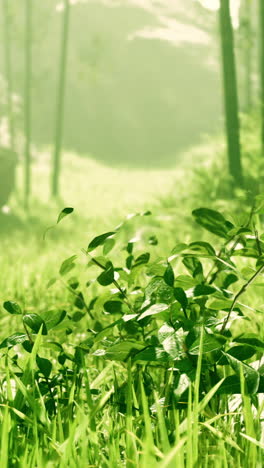 green forest plants