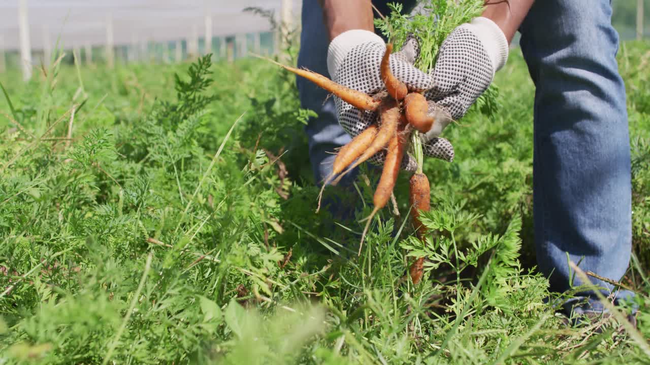 장갑을 쓰고 당근을 뽑는 아프리카계 미국인 남자의 손의 비디오