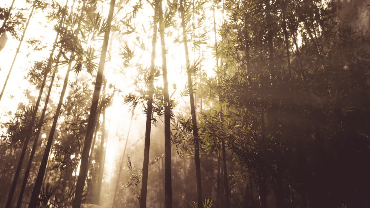 Sunlight filtering through bamboo trees in a serene forest setting