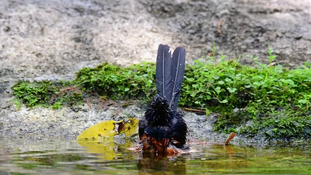 shama de rabadilla blanca bañándose en el bosque durante un día caluroso, copsychus malabaricus, en cámara lenta