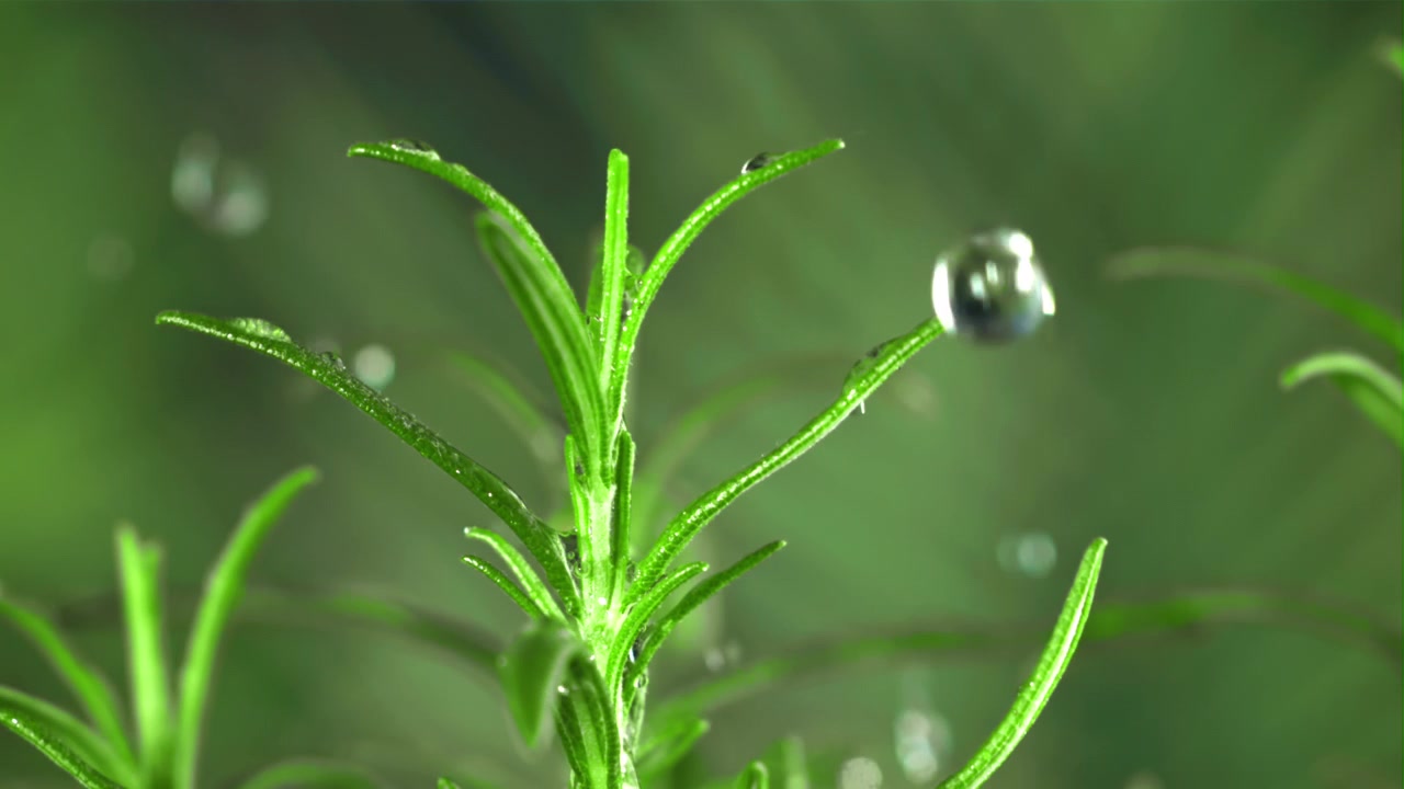 Giọt nước rơi chậm trên cây hương thảo xanh tươi