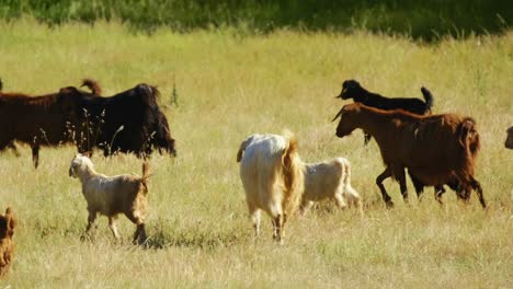 herd of goats grazing in the meadows