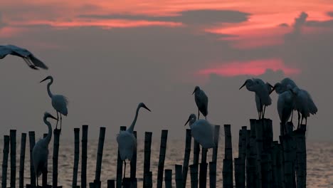 The-Great-Egret,-also-known-as-the-Common-Egret-or-the-Large-Egret