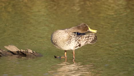 duck perched on log takes drink of river water after preening ruffled feathers