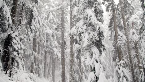 árboles-Cubiertos-De-Nieve-Durante-El-Invierno