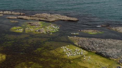 drone pan shot over seagulls on sea cliffs