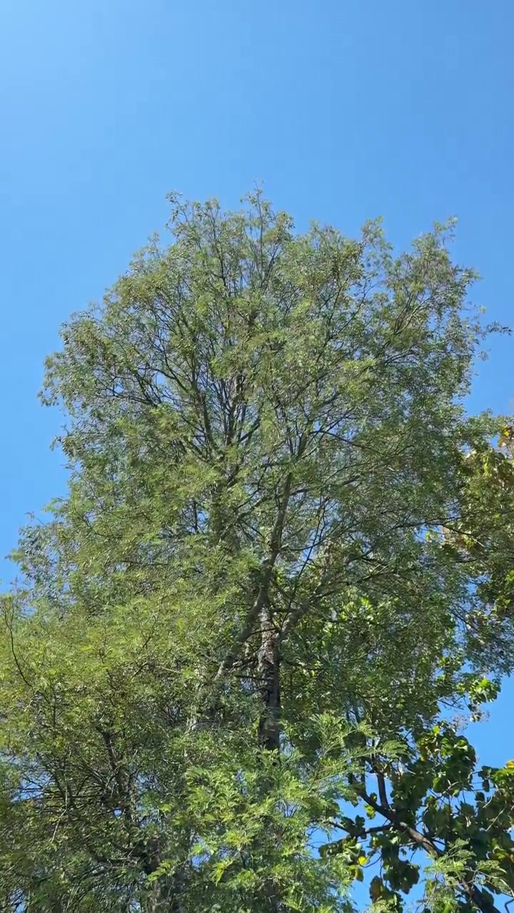 Tall Green Tree Against a Clear Blue Sky