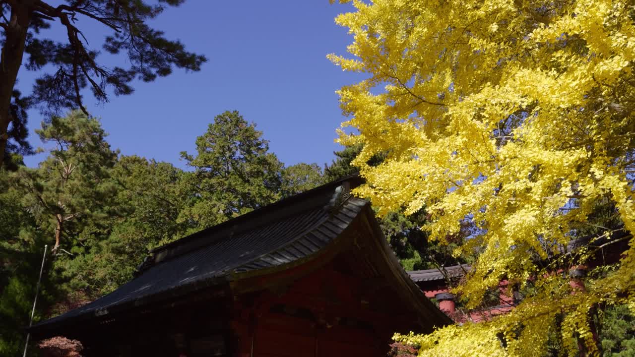 Perfect fall autumn scenery at Japanese temple with bright yellow gingko tree