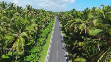 aerial shot moving forward along a sunny street lined with vibrant green coconut trees. experience the beauty of a tropical paradise in this stunning drone footage
