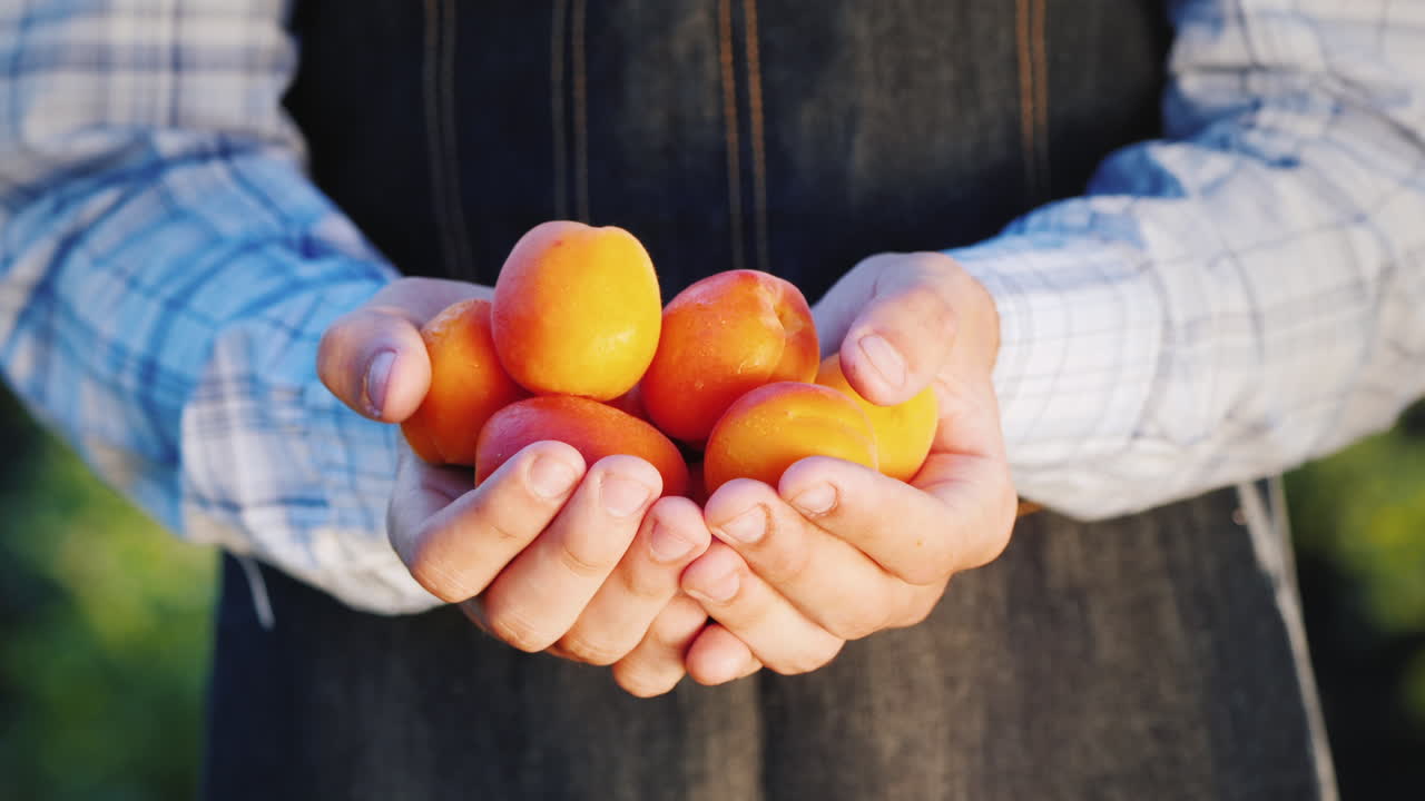 Les mains d'un agriculteur tiennent plusieurs abricots juteux.