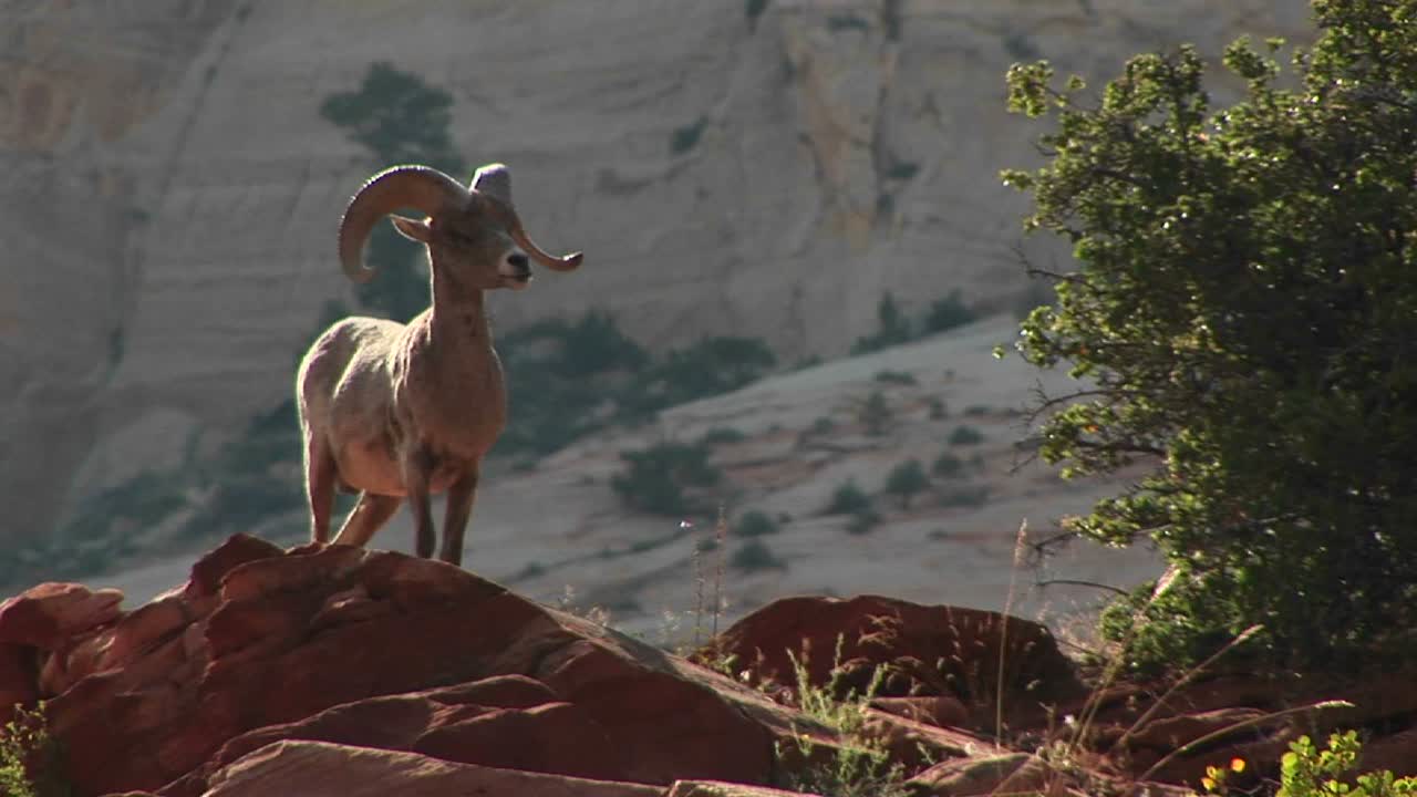 un borrego cimarrón se yergue orgulloso en un acantilado