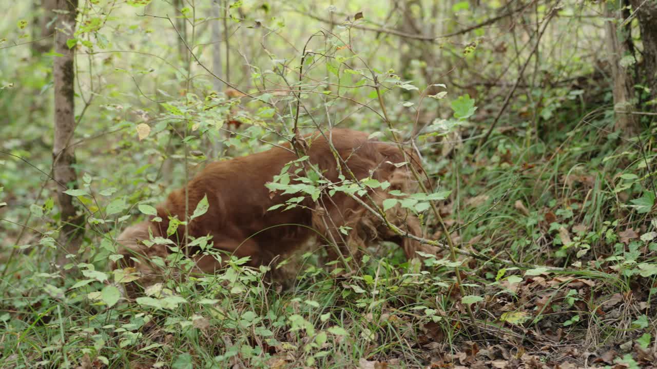 Brown dogs explore green forest using keen noses to locate rare hidden truffles naturally