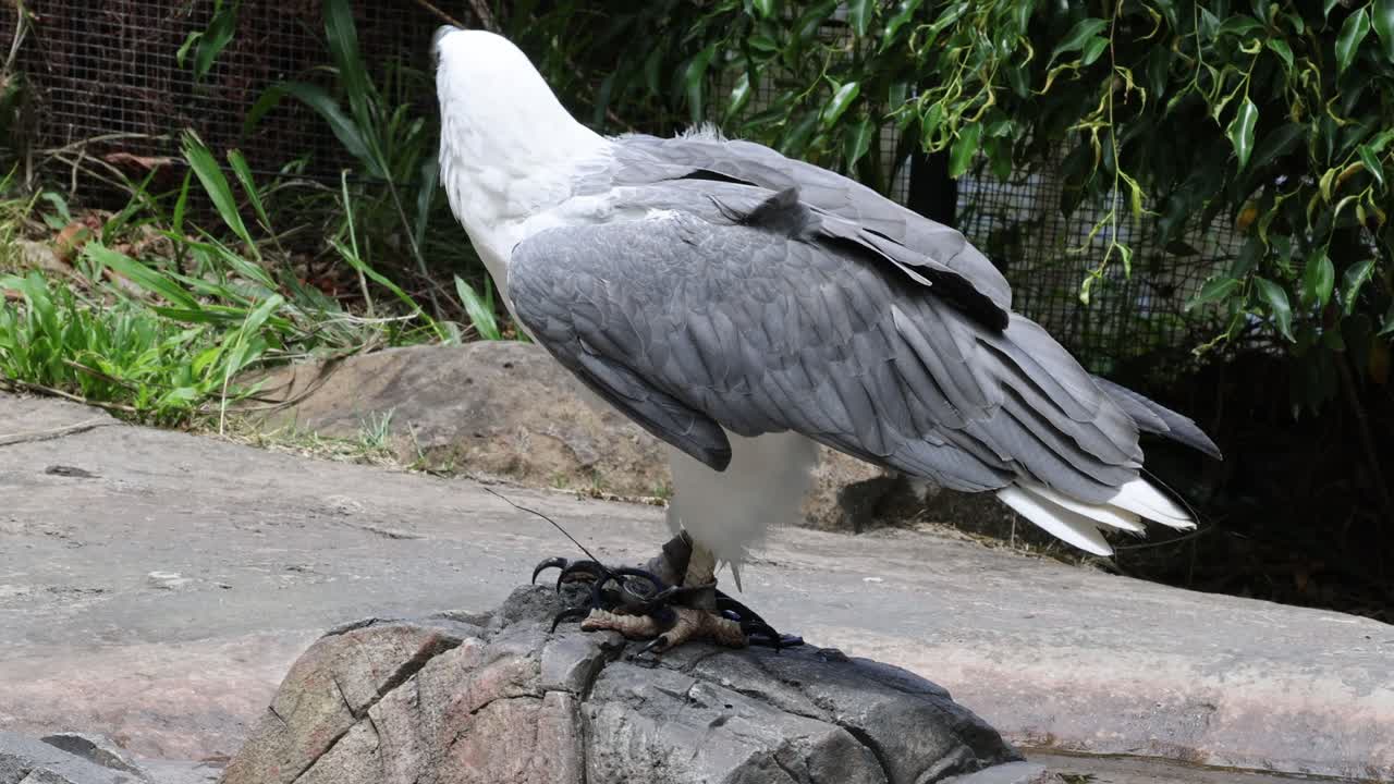 바위 위 에 서 있는 독수리, 머리 와 날개 를 움직인다