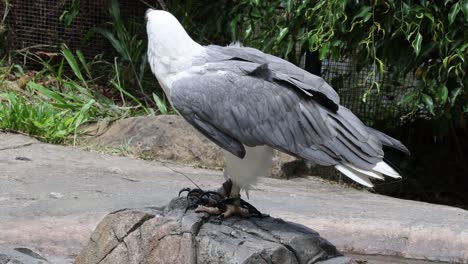 águila posada en la roca, moviendo la cabeza y las alas