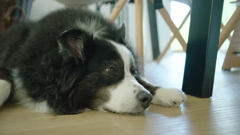 dog lying sleepy on the floor beneath the dining room table, camera zooms slowly in