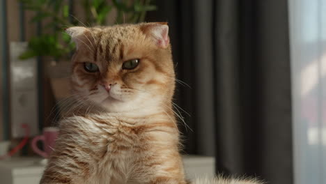 close-up of a ginger scottish fold cat