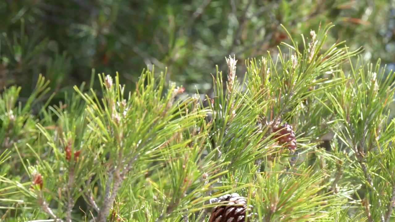 Close-up of Pine Tree Branches Swaying in the Wind
