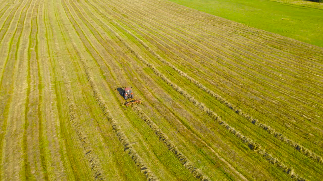 Aerial drone footage descending in front of a red tractor that is collecting silage hay that is mowed on a farm field into a straight line pile so hay balls and rolls can be made. Sunny day on farm