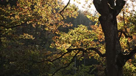 Die-Sonne-Scheint-Auf-Die-Orangefarbenen-Blätter-Im-Wind