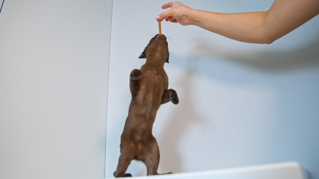 Unrecognizible Burmese kitten owner lifts goodies above cat`s head. Cat stands on back paws. Cute pet of chocolate color.