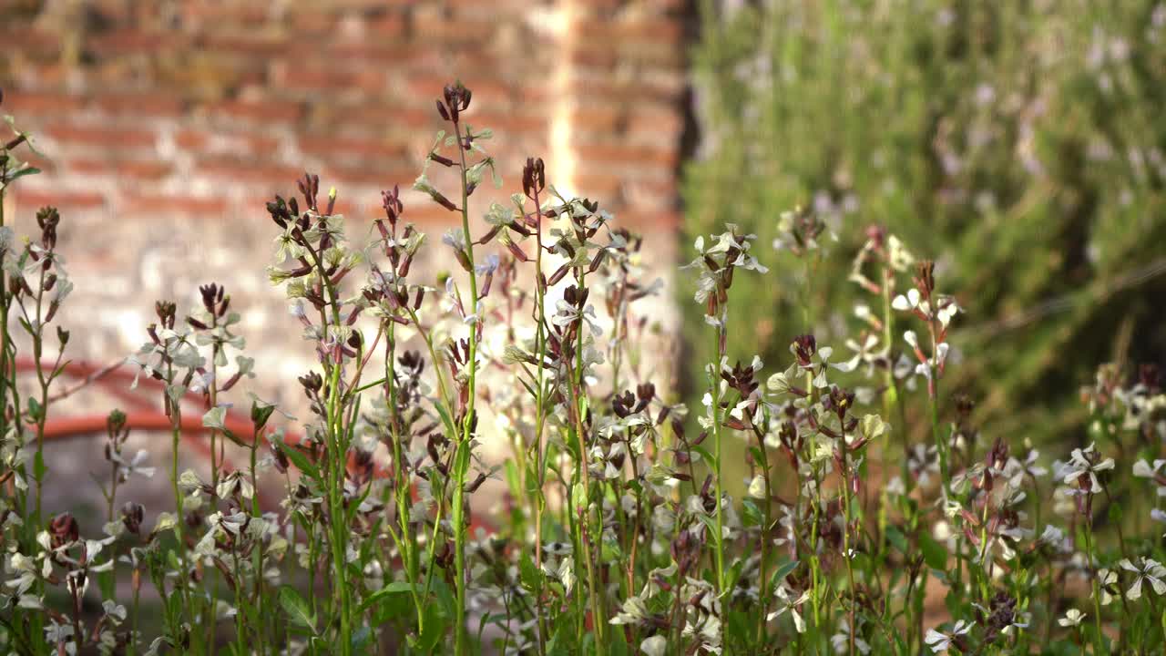 flor rosa de molino de viento - flores de silene gallica en el jardín soplando suavemente en el viento