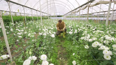 Rose-production,-Growing-of-flower-seedlings-in-greenhouse.