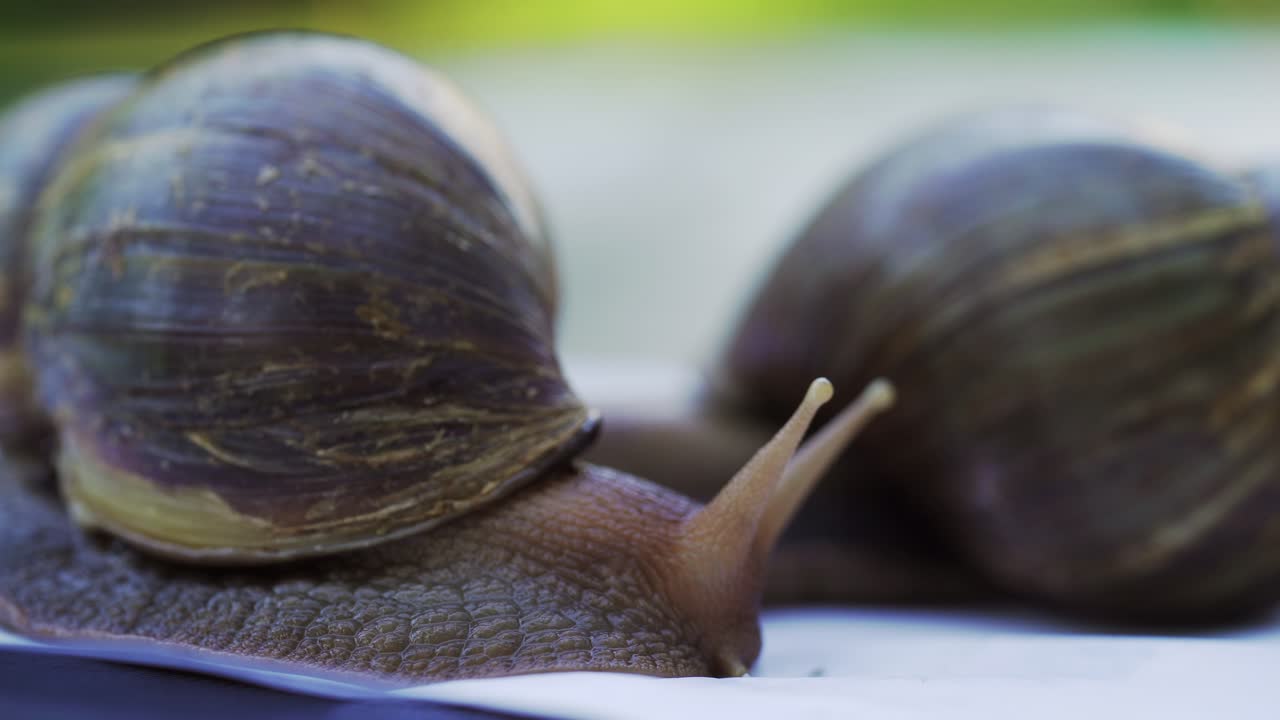 Two achatina snails on a white background creep and wiggle the horns. Large African snails Achatina Fulica.