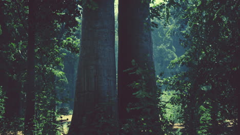 el bosque oscuro y misterioso