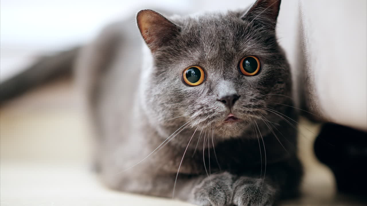 Gatto British Shorthair con occhi arancioni sdraiato sul pavimento che si guarda intorno