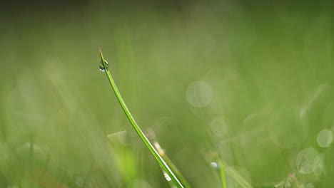 Makroaufnahme-Von-Tau-Auf-Gras