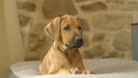 A-2-month-old-Rhodesian-ridgeback-puppy-looking-around