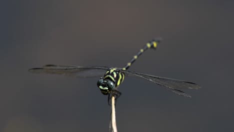 the common flangetail dragonfly is commonly seen in thailand and asia