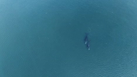 Toma-De-Referencia-De-Dos-Ballenas-Nadando-En-Un-Mar-Claro-Y-Poco-Profundo---Toma-Amplia-Aérea-Extrema