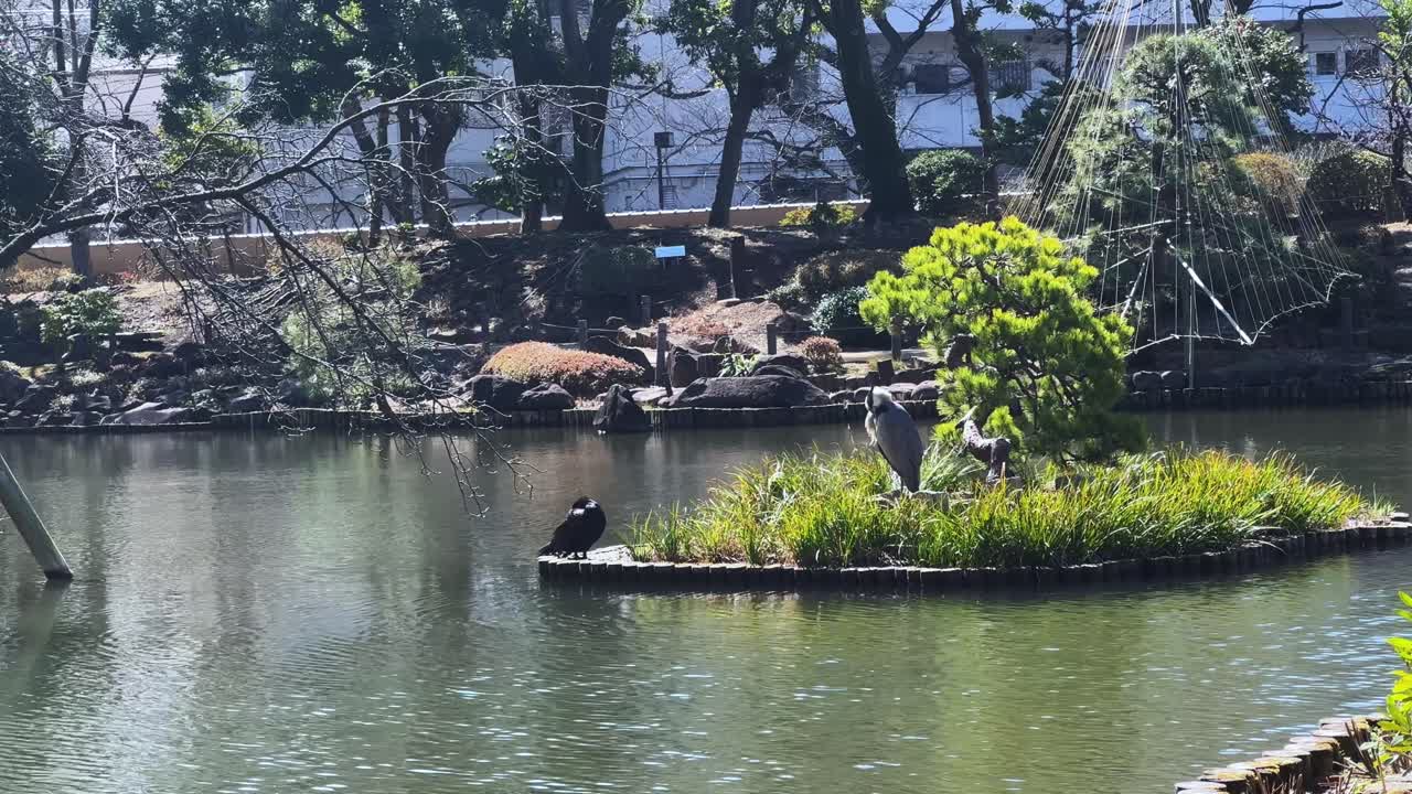 Calm scene of a pond with birds and trees in a Tokyo park under clear skies