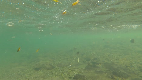 Blätter-Schwimmen-Unter-Wasser-Oder-Ziehen-Im-Frühherbst-Mit-Der-Sanften-Flussströmung-Vorbei